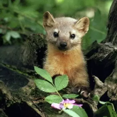 Rare Pine Marten Kit Rescued from Rubbish Bin in Wales