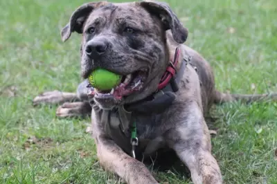 Rescued Dog Chopper Seeks Loving Home After Lift Attack in Birmingham