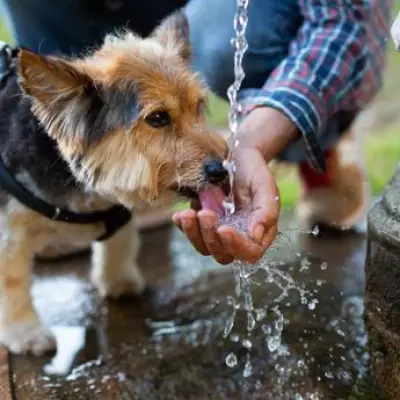 RSPCA Urges Dog Owners: Follow Heatwave Safety Tips