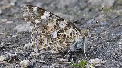 Sefton Coast in May: Painted Lady Butterflies and Spring Wildlife Surge