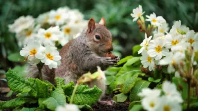 Spring Garden Squirrel Deterrents: Best Plants to Keep Them Away