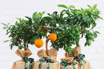 Tree2mydoor Lemon Tree Gifts: Perfect Plant Presents for Gardeners