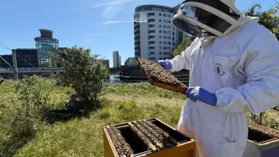 Urban Beekeeping Thrives in Leeds with 40,000 Bees on Fearns Island