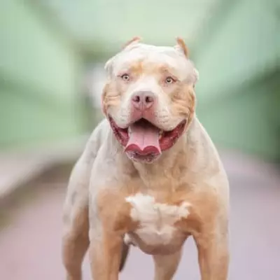 XL Bully Attacks Owners in Their Bedworth Home, Two Seriously Injured