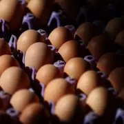 32,000-Hen Egg Farm Plans Submitted in East Yorkshire