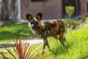 African Painted Dog at Dudley Zoo Sadly Passes Away