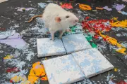 Birmingham Student Earns £3,000 Selling Rat-Painted Art for Up to £50 Each