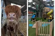 Black Country Farm with Highland Cows and Play Barn is Perfect Day Out