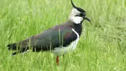 Cheshire Wildlife Trust Launches £250K Appeal to Buy New Nature Reserve