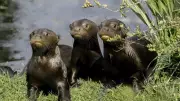 Chester Zoo's Giant Otter Pups Learn to Swim with Parents' Help