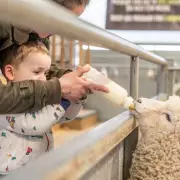 Cotswold Farm Park: Children Go Free in May After Tripadvisor Award