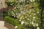 David Austin Roses Unveils David Beckham Rose at Chelsea Flower Show 2024