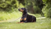 Dobiefest 2026: Dobermann Charity Event Returns to Grantham