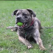 Dog Kicked in Solihull Tower Block Lift Seeks New Loving Home