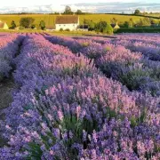 Dreamy Lavender Fields Near Birmingham Open for Summer 2026