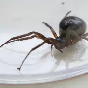 False Widow Spider Sightings Surge 5,000% After UK Heatwave Warning
