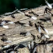Flying Ant Day 2026 to Arrive Earlier and Be More Intense, Experts Warn