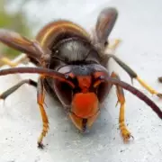 Gardening Expert Urges Brits to Buy Fly Screens Against Asian Hornets