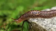 How to Identify Good vs Bad Slugs in Your Garden