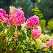 Hydrangeas Thrive in Summer with One Kitchen Scrap Watering Trick
