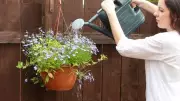 Kitchen Sponges: The Secret to Watering Hanging Baskets in Summer Heat