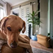 New Dog Law for 11 Million UK Households Starts Friday