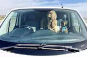 One in Six Dog Owners Risk Pet's Life by Leaving Them in Warm Car