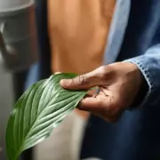 Peace Lily Thrives in One Specific Spot in Your Home: Expert Tips