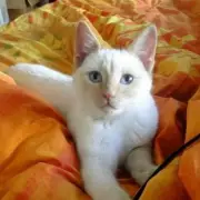Petition for 'horrendous' cat hit-and-run rule fastest growing in UK