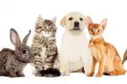 PetSaver memberships could save pet owners more than expected