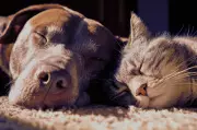 Petsaver: Revolutionising Pet Care with Online Subscriptions