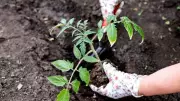 Plant These 5 Crops and Flowers in May for a Thriving Summer Garden