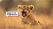 Quiz Answers: Marilyn Monroe, Narnia Lion, and More May 18 Trivia