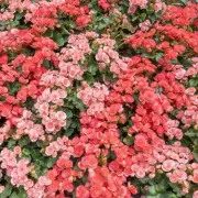 RHS Gold Winner Reveals Simple Begonia Care for Summer Blooms