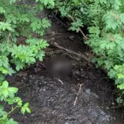 RSPCA Probes Suspicious Death of Puppy Found in Droitwich Stream