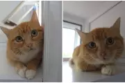 RSPCA Seeks Loving Home for Abandoned Cat 'Baked Bean'