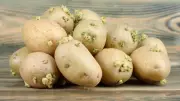 Sprouted Potatoes Can Be Toxic: Experts Warn of Health Risks