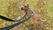 Terrier Toby Waits 690 Days for Forever Home at RSPCA