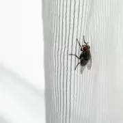 Three Overlooked Kitchen Spots Attract More Flies During Heatwave