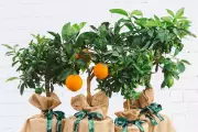 Tree2mydoor Lemon Tree Gifts: Perfect Plant Presents for Gardeners