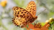 UK Butterflies Face Crisis: Vote for Britain's Favourite Species Now