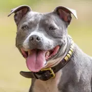 UK Dog Owners Face New Travel Rules: Four Breeds Banned in Germany