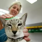 UK Pet Owners Warned Over Toxic Counterfeit Flea Treatments