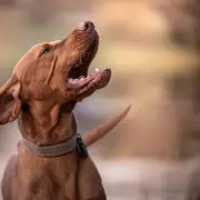 Urgent Warning to Dog Owners Over West Midlands Theft Stats