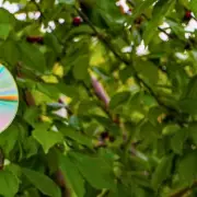 Use Old CDs to Deter Magpies from Your Garden Bird Feeders