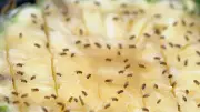 Viral Fruit Fly Trap Uses Common Kitchen Items for Cheap Solution