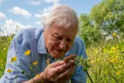 West Midlands Fans Celebrate Sir David Attenborough's 100th Birthday