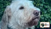 Why Female Dog Owners Are More Successful Than Men, Says Expert