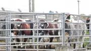 Wintering Longhorn Cattle Depart, Leaving Thriving Dunes