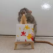 Worcestershire student earns £3k selling rat paintings at £50 each